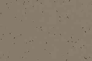 Линолеум Forbo Sphera Energetic 50206 bark фото  | FLOORDEALER